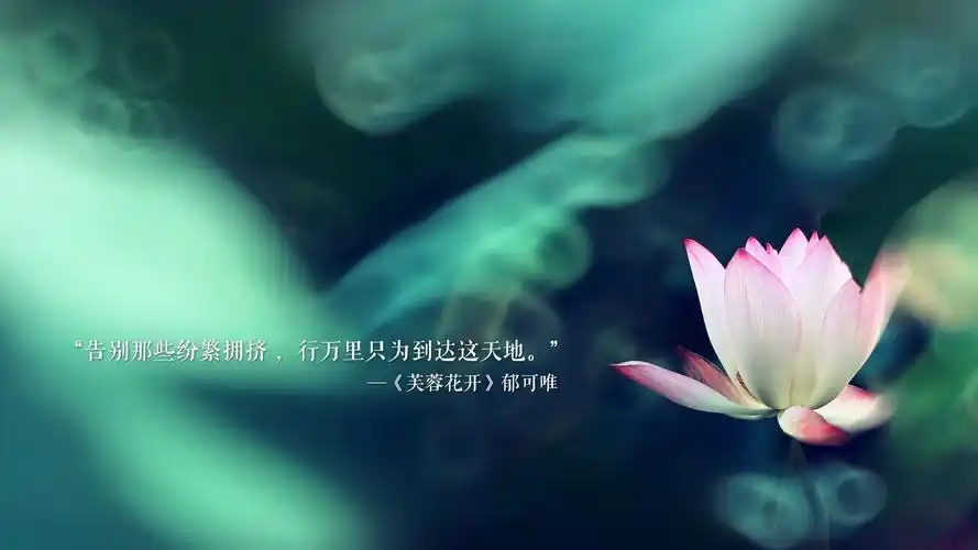 芙蓉花开 文字控壁纸锁屏壁纸图片_动态桌面壁纸图片_动态壁纸下载