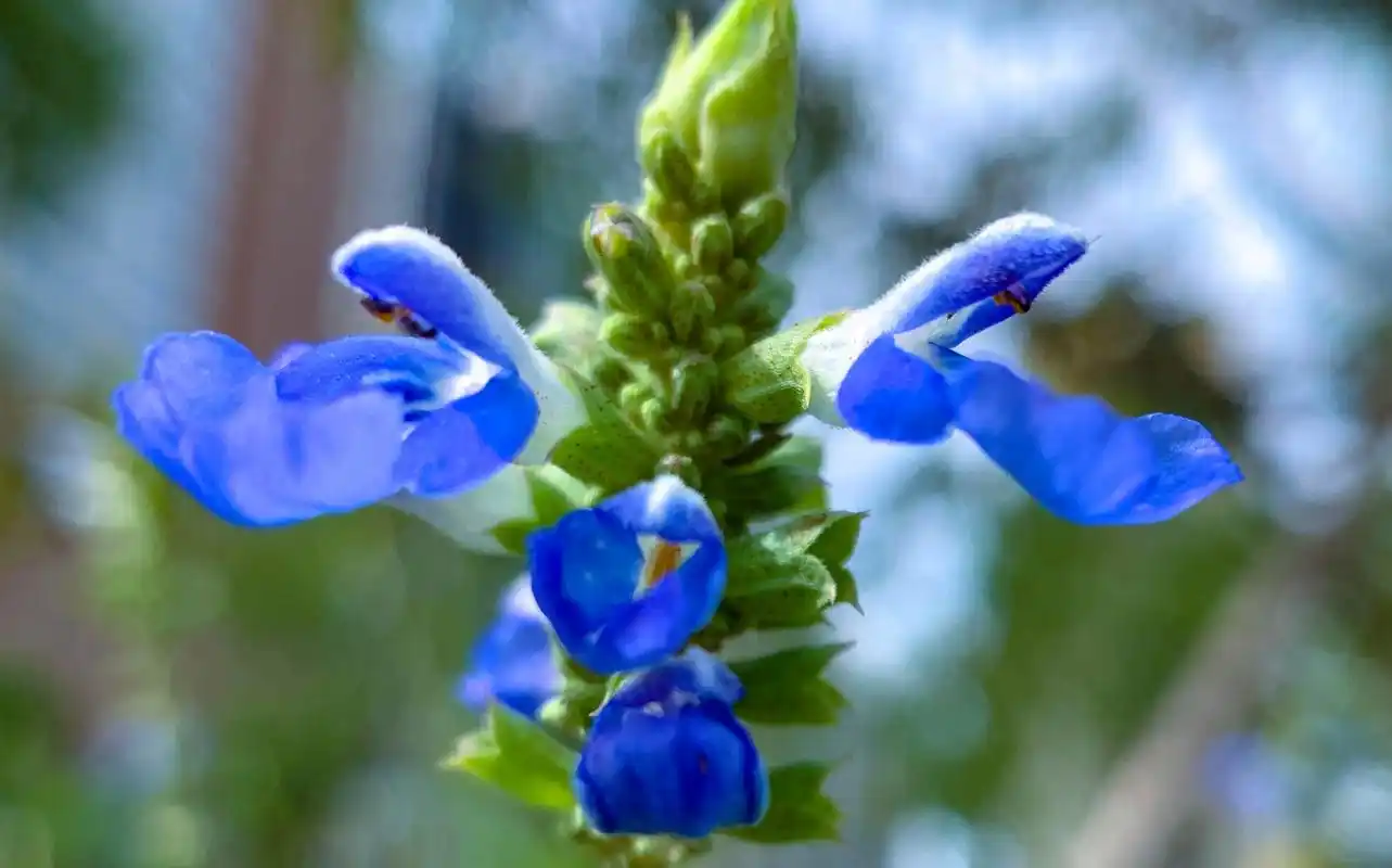 处世不惊的蓝花鼠尾草