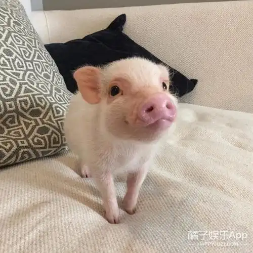继吸猫吸狗之后又开始流行吸猪,这只中国网红猪竟然