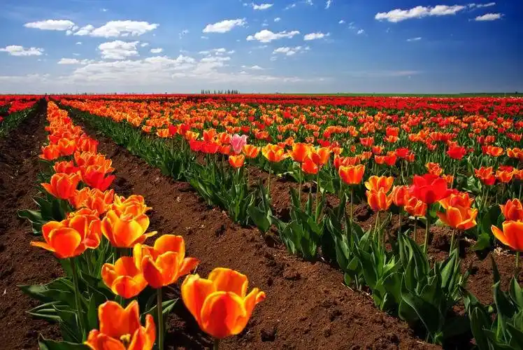 花园里盛开的美丽花朵