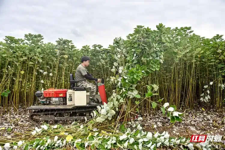 国家麻类产业技术体系2023年张家界苎麻机械化收剥技术现场观摩与交流