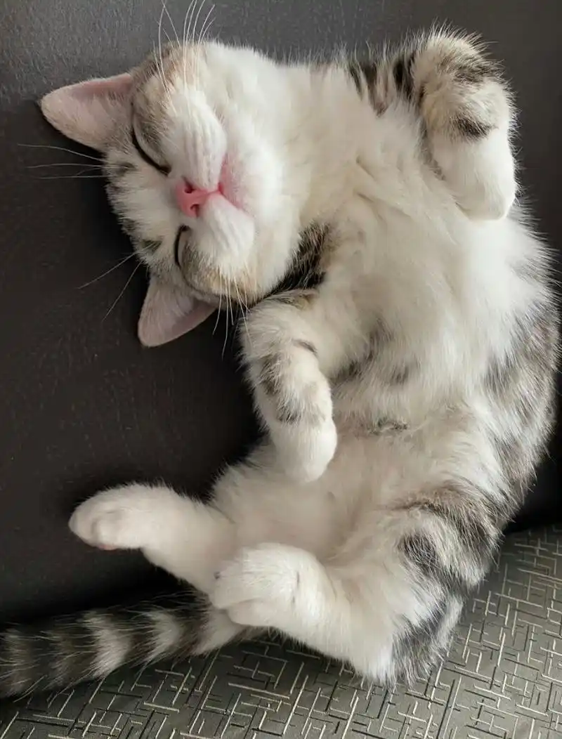 小猫咪睡觉能有多可爱?06 67