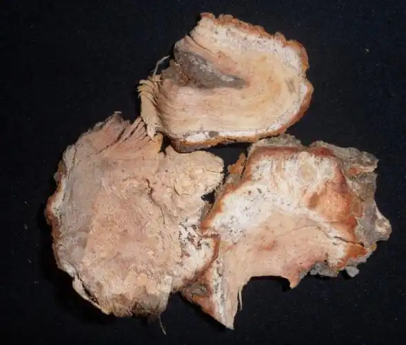 野生猕猴桃根 白猕猴桃根 藤梨根 白毛桃根 中药材