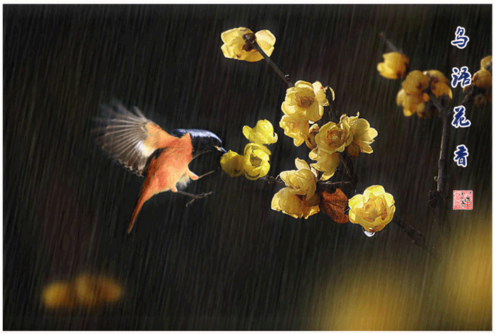 鸟语花香-2019打鸟集锦(1)