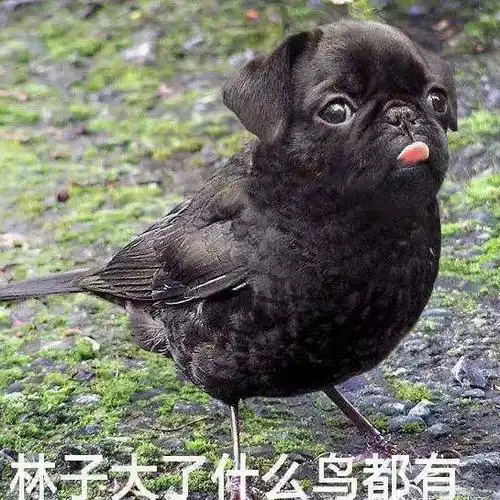 2020年4月20日 21:13   关注  动物 沙雕 表情包 评论 收藏