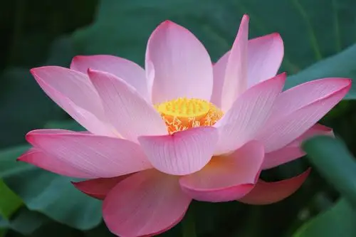 你若盛开清风自来2525摄于2021年7月8日中国浙江嘉兴市