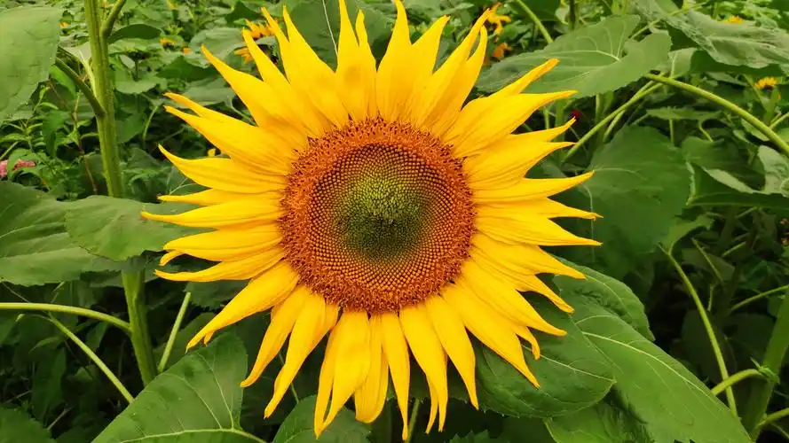 向日葵壁纸于2021-05-11上传元气壁纸平台,向日葵壁纸是一款电脑壁纸