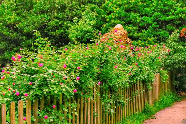 大自然美景如画