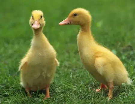幼鹅和幼鸭的图片区别