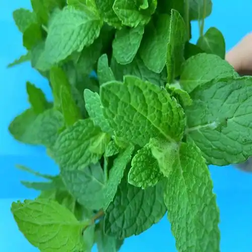 薄荷盆栽 新鲜可食用薄荷叶办公室内水培植物驱蚊薄荷苗 绿植花卉