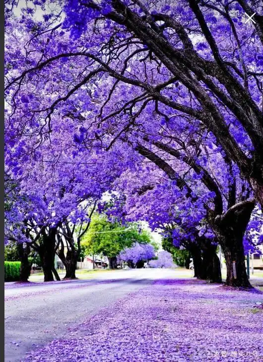 太美了,盛开的蓝花楹