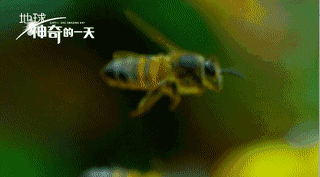 纪录片的巅峰地球神奇的一天美到美帧画面都能当壁纸