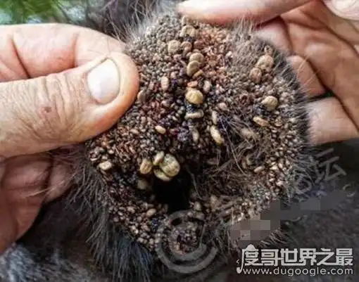 能把人恶心到吐的图片,世界十大最恶心的图片(胆小勿入)