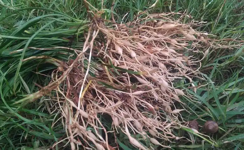 15年新货 深山自挖野生川麦冬 自然晒干无农药山麦冬