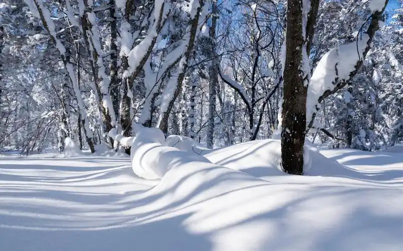 洁白无暇的雪世界