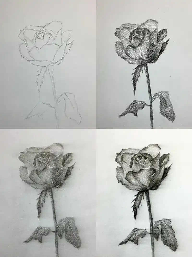 超详细玫瑰花步骤过程来咯! #素描 #素 - 抖音