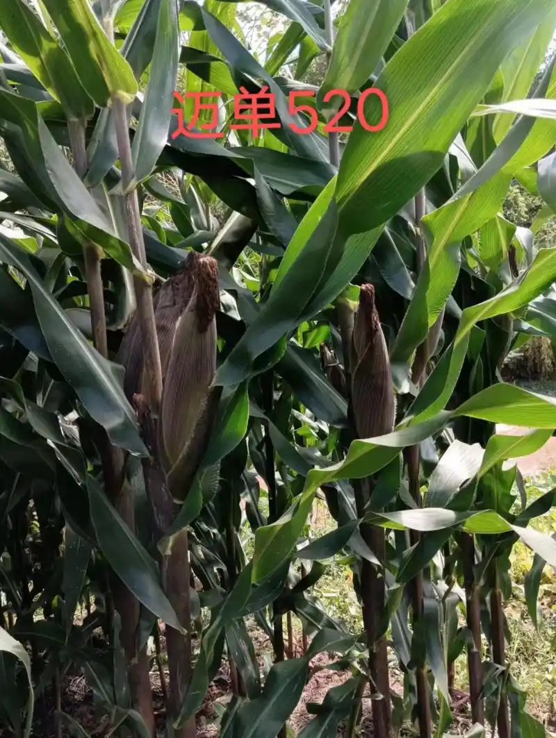 抗性一流的玉米品种迈单520,紫杆紫叶紫包壳,植株健壮,叶片 - 抖音
