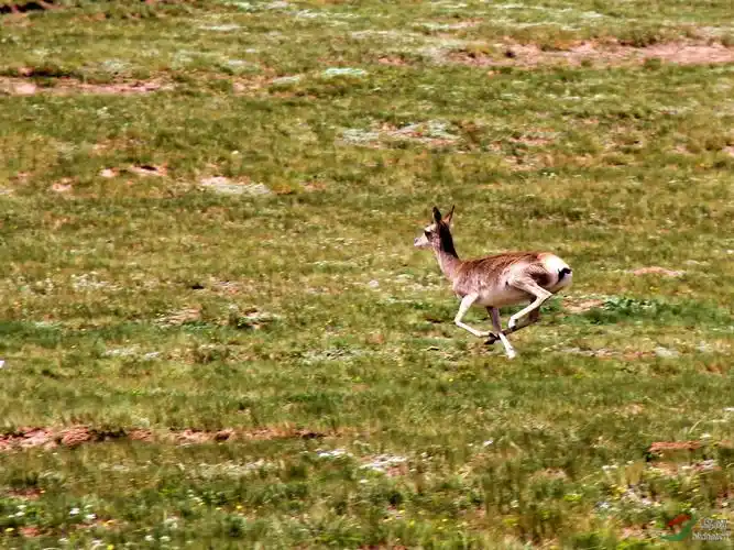 奔跑的藏羚羊
