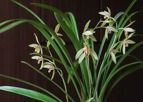 兰花的品种,细数兰花十大最珍贵的品种