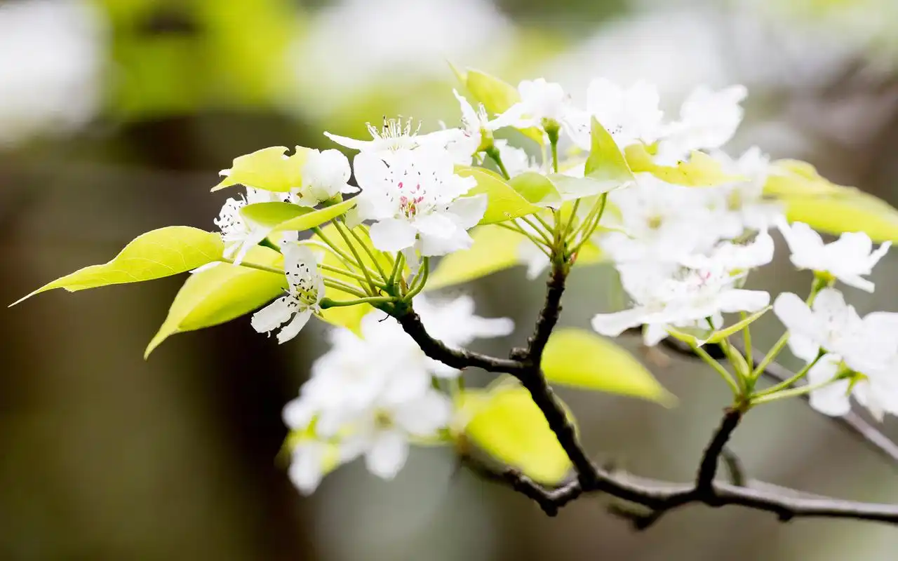 洁白梨花唯美高清桌面壁纸