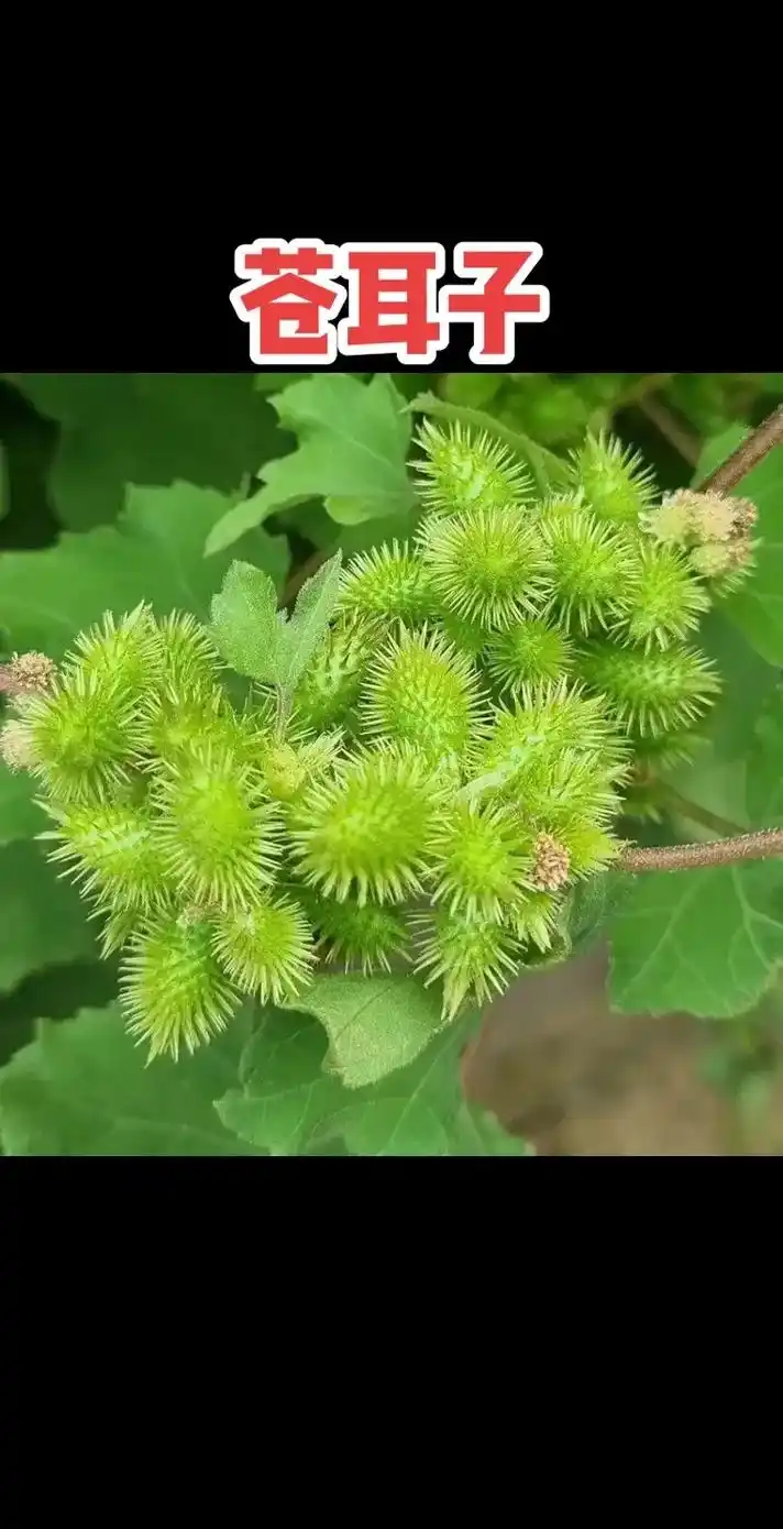 苍耳子,中药名.别名:虱马头,苍耳子,老苍子,道人头 - 抖音