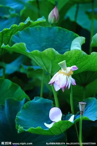 荷花摄影图__花草_生物世界_摄影图库_昵图网nipic.com