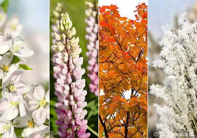 四季图片_图片大全