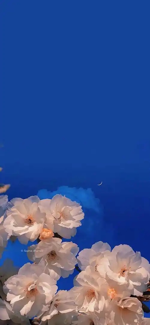 组里看到的克莱因蓝壁纸(8.11更)