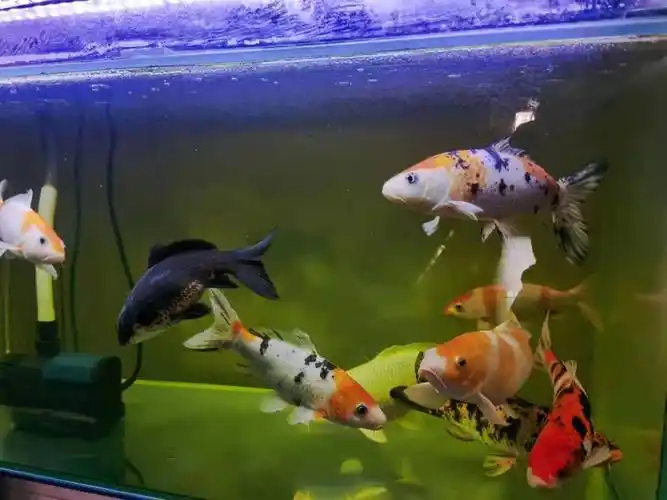 发发自己的小鱼,还有前些天买的一只小正正.