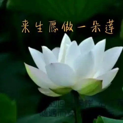 来生愿做一朵莲
