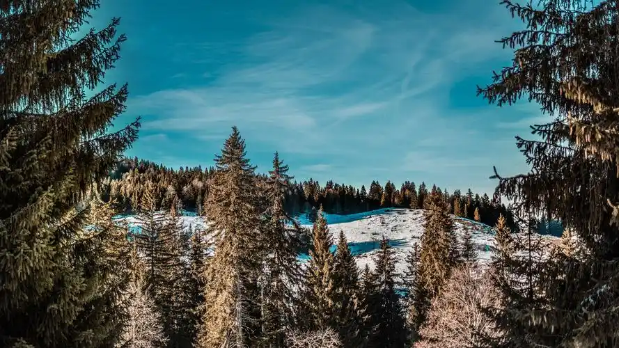 草树木 0hvsw5ybtji壁纸锁屏壁纸图片_动态桌面壁纸图片_动态壁纸下载