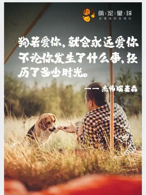 狗是唯一爱你胜过你自己的生物