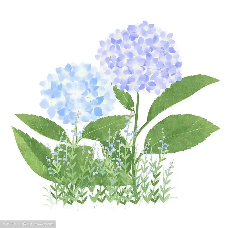 节气六月芒种盛开的绣球花插画