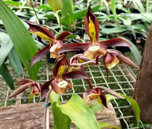 囊唇龙须兰catasetum saccatum