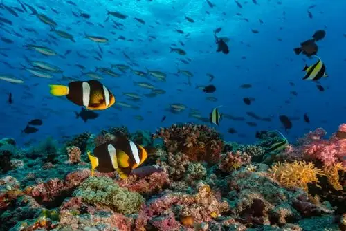 世界珊瑚礁日要为小朋友们留住海底世界的多彩呀