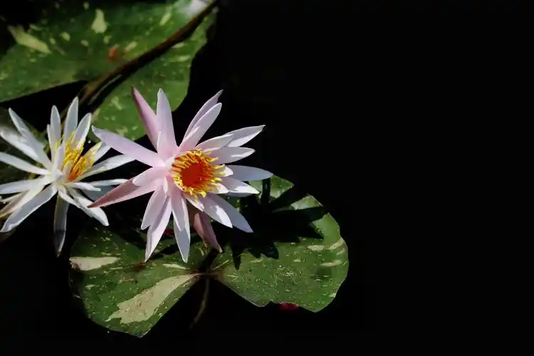 花朵,花卉,鲜花,莲花,睡莲,荷花,植物花卉端庄大气睡莲图片 花朵,花卉