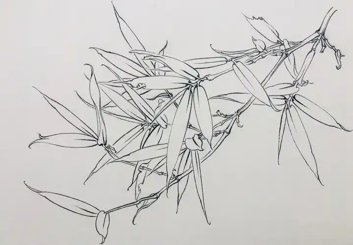 工笔花鸟画零基础入门