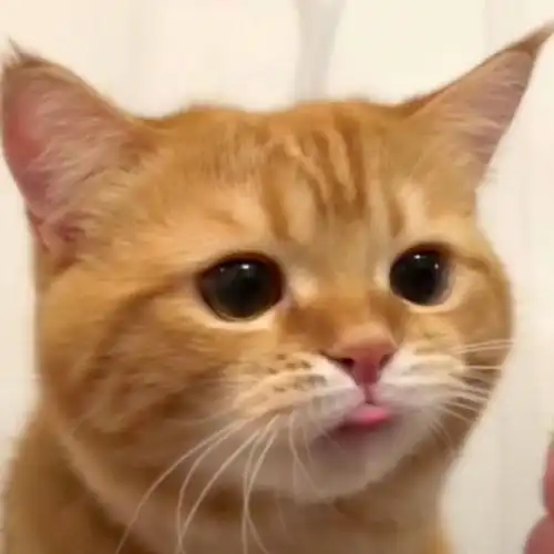 喵星人363436373039猫咪情侣头像