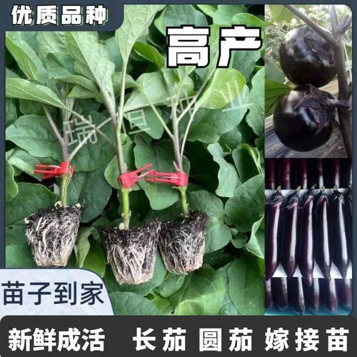 种苗庭院种植嫁接长茄苗子圆茄苗子茄子苗种苗易栽培面包茄子苗