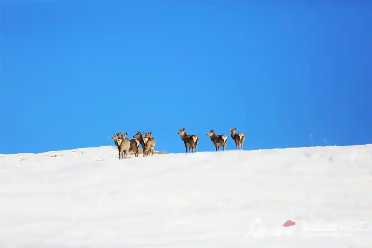 高清组图天山马鹿穿行雪岭