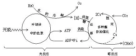此乃叶绿体工作原理图,左为光反应,右为暗反应;光照停止,atp(三磷酸