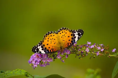 蝴蝶,螳螂,小荷花.