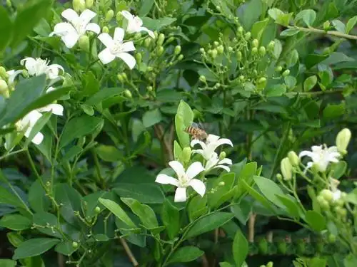 七里香七里香图片