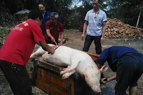 又到了一年杀年猪时,杀猪匠生意火爆,你家还有肥猪可杀吗?