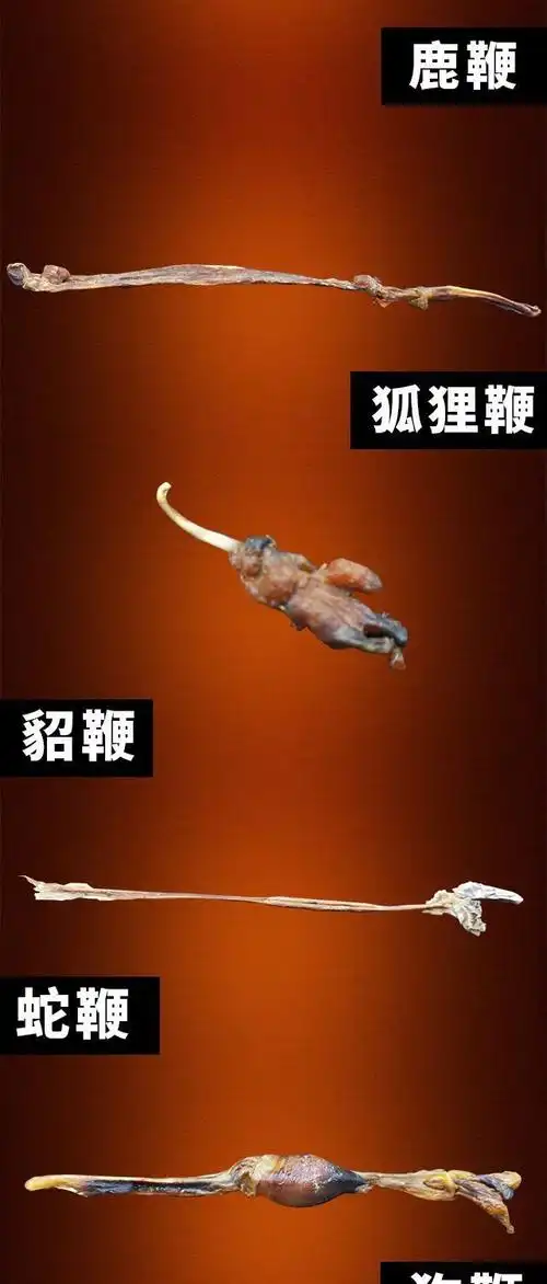 吉林长白山十鞭强肾泡酒男人泡酒料配方材料锁阳滋补养生配酒煲汤 3种