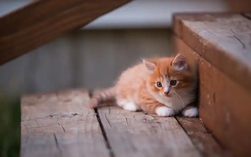 壁纸 可爱的小猫,楼梯