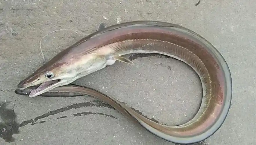 野生海鳗鱼 - 和佳海鲜商城