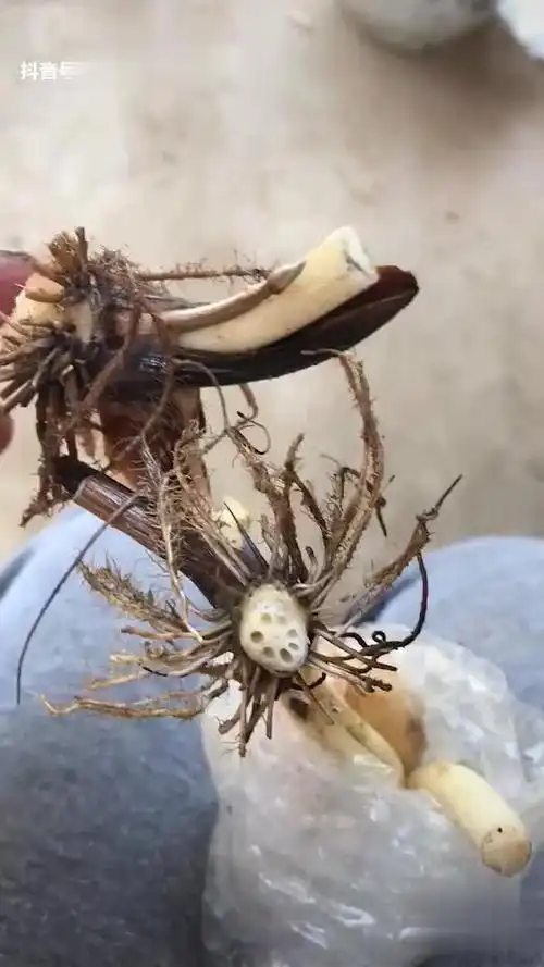 碗莲藕根上带着未开的小花苞花 碗莲 这就是真正能开花的藕-生活视频