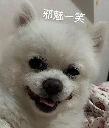 邪魅一笑(狗狗表情包)_狗狗_邪魅表情