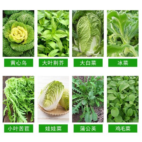 蔬菜种子菜种农家秋季水培孑籽阳台四季大全家庭园艺种子